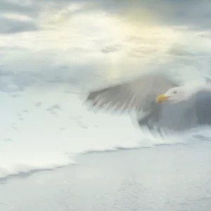 taking flight photo by zeenah spirit